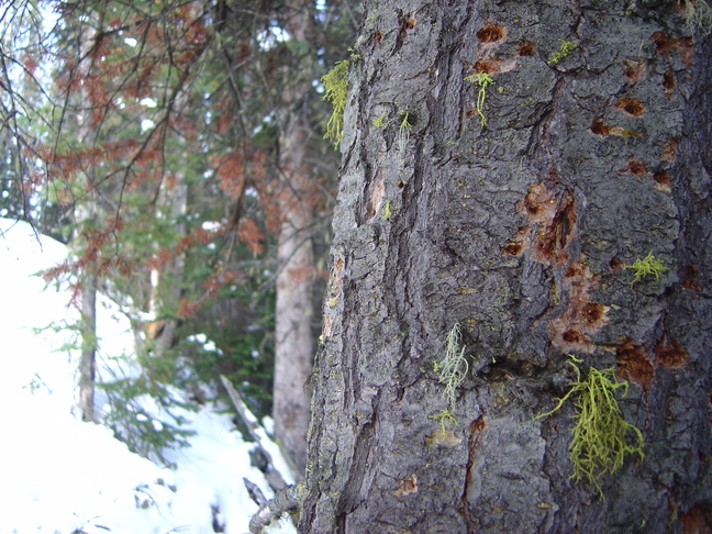 Holes in the Bark